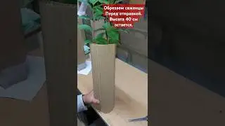 Перед отправкой саженцы обрезаем. Остается 40 см#гортензииметельчатые