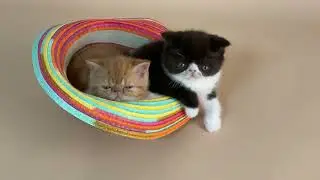 Cat Videos and Funny Videos