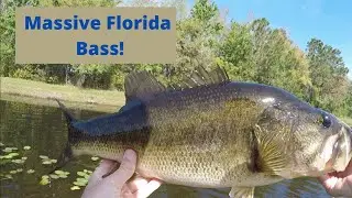 Florida Bed Fishing For MONSTER BASS!! (SIX POUNDER CAUGHT!!) in Orlando Florida