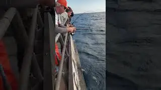 yellowfin on popper and spinner nice fight