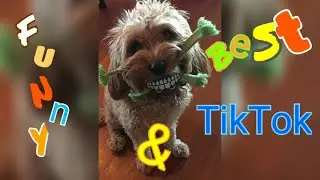 Best and Funny TikTok Compilation Episode 6