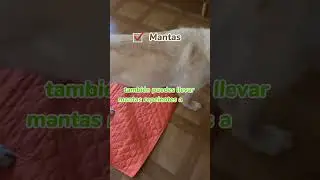 🧳 IMPRESCINDIBLES DE VIAJE CON TU PELUDO 🐾
