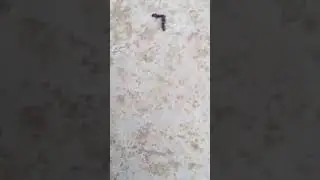 FIGHT BETWEEN ANTS !!