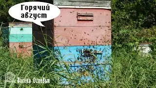 Пасека Огневых. ( Горячий август 2022 года)