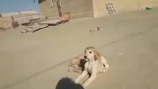 Тазынын кушиги .Шомиш ауылы