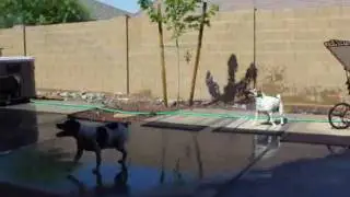 Hot Summer Day + Water Hose = Happy Dogs
