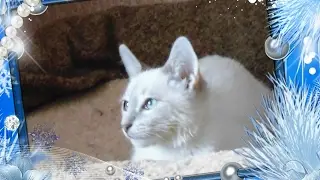 Бездомный котенок.Сема