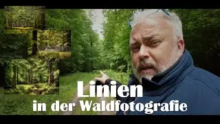FOREST PHOTOGRAPHY | Using lines.....