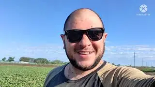 Как выросла картошка, свекла, морковь. Видео перед уборкой.