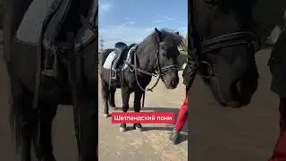 Baby ponies were used for heavy work in the mines 