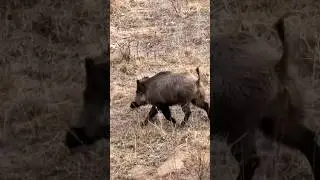 The biggest Wildboar of my life! 🐗 Hunting boars in Tajikistan! #wildboar #hunting #wilboarhunt