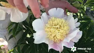 Garden lace peony. Гарден Лэйс пион. Пулков сад (2022 г)