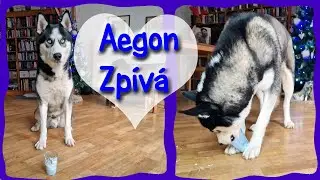 Chlupatá Písnička Vol. 6 🐺 Puppuccino Song