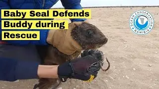 Baby Seal DEFENDS his buddy from rescuers