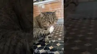 Барсик.. угадайте породу? 