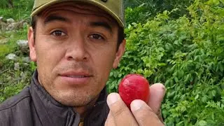 Venganse a las Ciruelas
