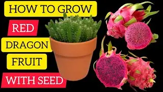 DRAGON FRUIT  grow  with seed  Information Kannada ಡ್ರ್ಯಾಗನ್ ಹಣ್ಣಿನ ಗಿಡ ಬೆಳೆಸುವುದು ಹೇಗೆ