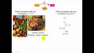 Prokaryotic Metabolism Warmup Info Part 2
