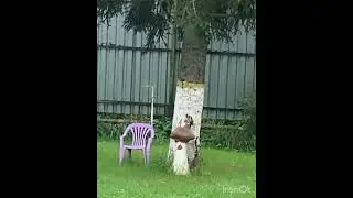 Дятел долбит гриб😆