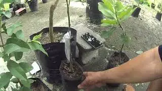 os cuidado que você deve te ao pranta suas frutas aguar sempre e adubar
