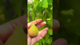 Picking Figs Before The Birds Or Squirrels Eat Them
