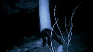 Il filmato di Root Wood (Creepypasta #82) (The Horror Land)