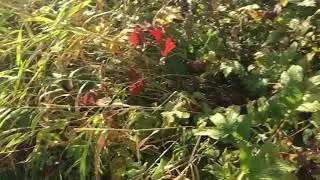 В поисках бобра. Свалился в реку.
