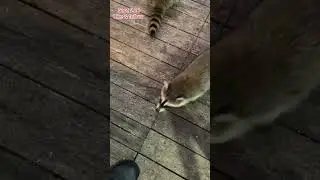 Raccoon Family at the Door. Peanut Butter Club Diary