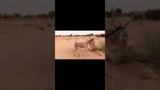 #Donkey#donkeylife#enjoy#wildlife#mychannel