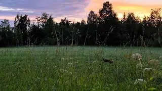 Wild Animals in the Swedish Countryside at Sunrise (4K)