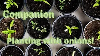 Companion Planting with Onions