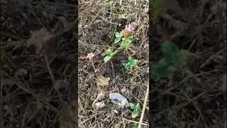 Собираем травы даже в октябре