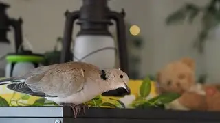 Teaching Skippy the dove to be free in the living room, let's start exploring the top of the aviary!