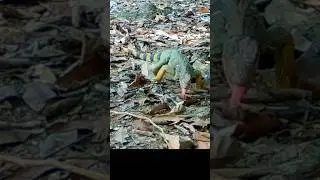 Iguana Licks the Earth #trailcam