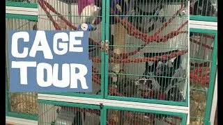 Rat Cage Tour | Active Layout for Adult Rats | Chatty Video