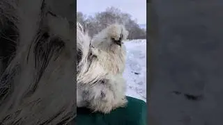 Петух породы Китайская Шелковая