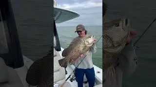 MASSIVE 14.7LB TRIPLE TAIL! #smithoptics #fishing #freemanboatworks #tripletail