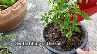 How I overwinter my chili plant