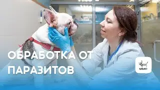 Как обработать кошку/собаку от блох и клещей