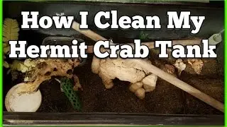 How I Clean My Hermit Crab Tank