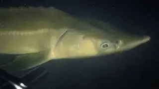 Spearfishing on the Oka River - Andrey Podvoh