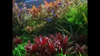 Stunningly beautiful and easy to keep red plant