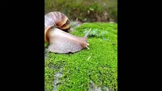 Snail colony