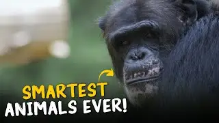 10 Smartest Animals Ever | Unbelievable Intelligence Unveiled!