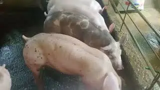 UPDATE SA MGA ALAGA NAMING BABOY