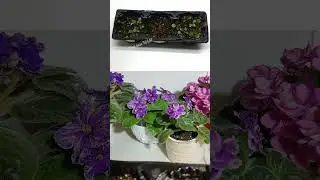 Путь моих фиалок от семечка до бутончика #цветы #сенполии #shorts