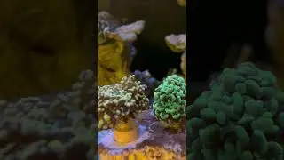 #reeftank #reef