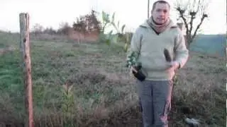 Comment planter une haie de Photinia ?