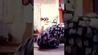 а вы бы справились?