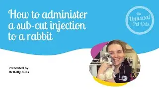 How To Administer Sub-Cut Injections To A Rabbit